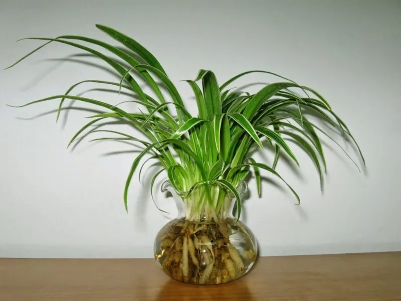 Cây hợp mệnh Thủy phù hợp không gian văn phòng