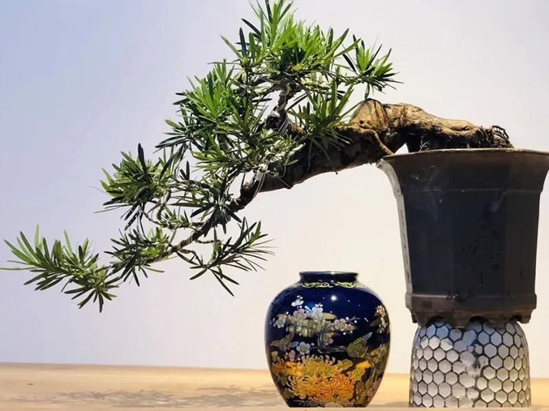 Cây hợp mệnh Thủy giúp nhà ở thêm hài hòa