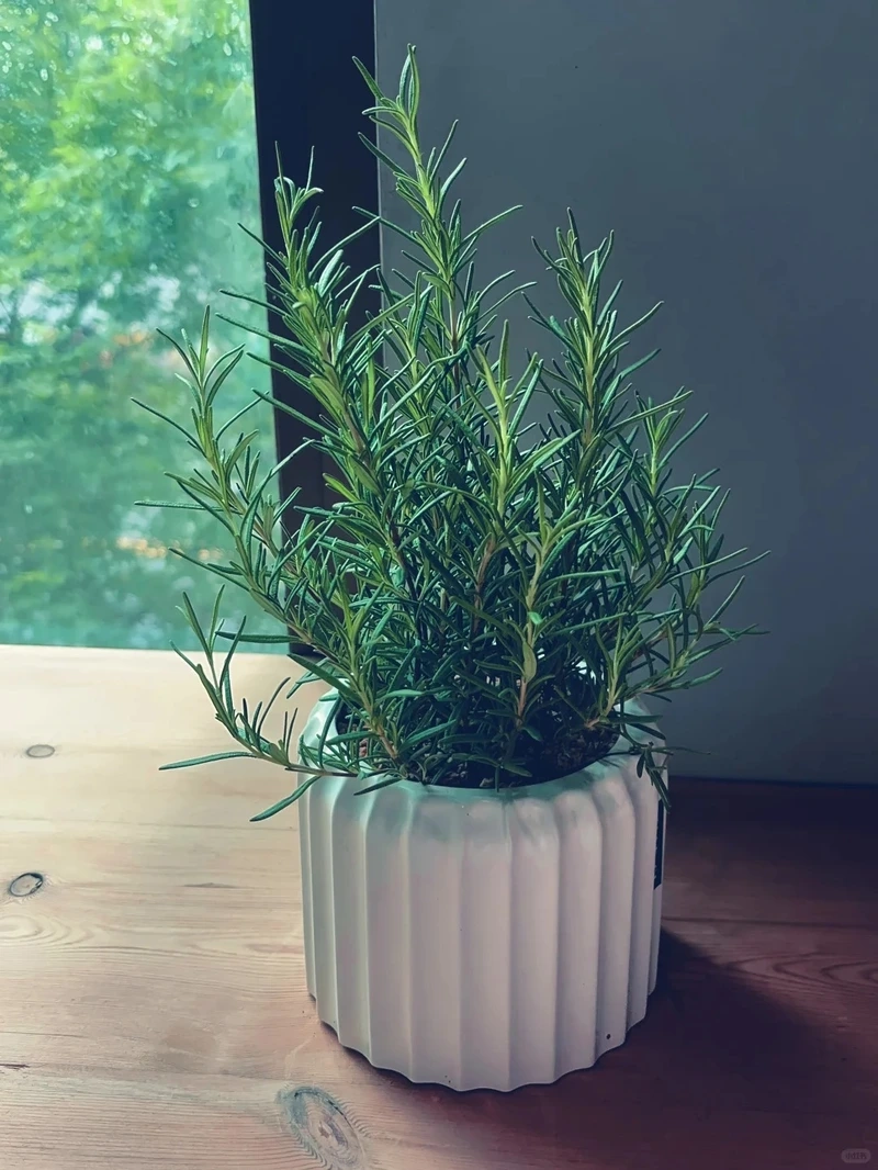 Cây hương thảo để bàn mang hương thơm dễ chịu