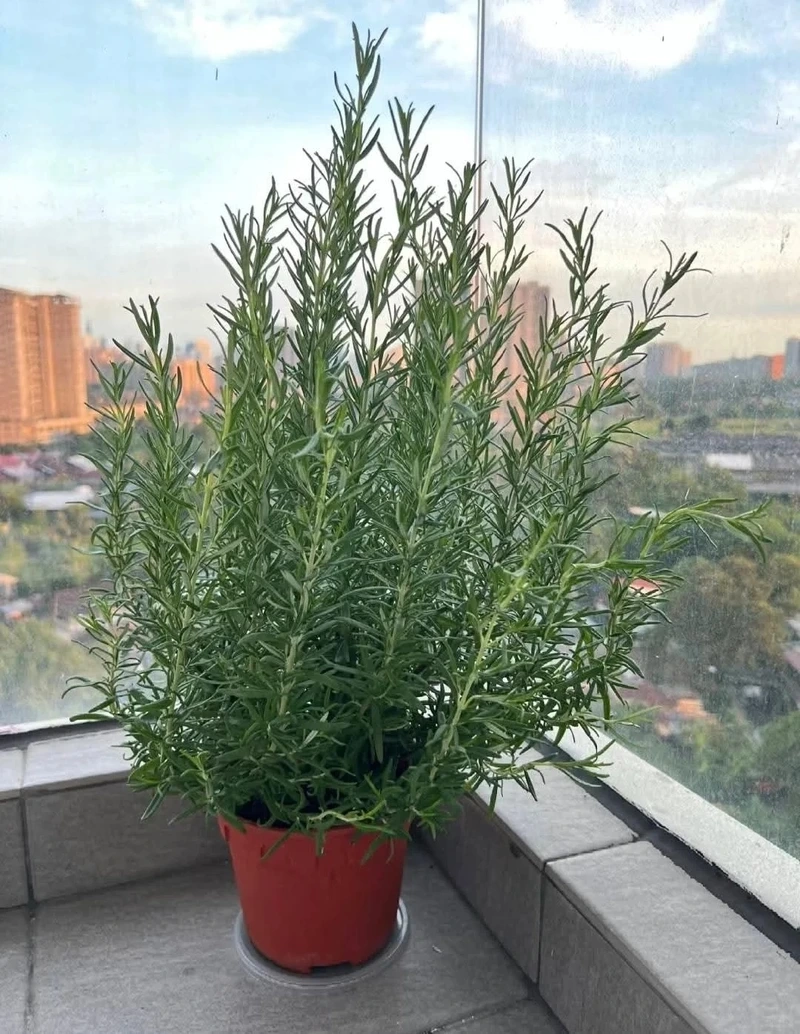 Cây hương thảo mini nhỏ gọn dễ bố trí