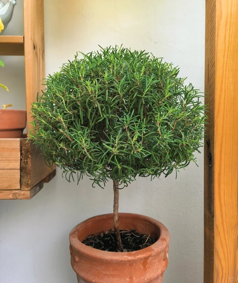 Cây hương thảo trong nhà phù hợp nhiều không gian