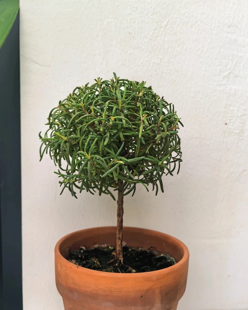 Cây hương thảo phong thủy thu hút năng lượng tích cực