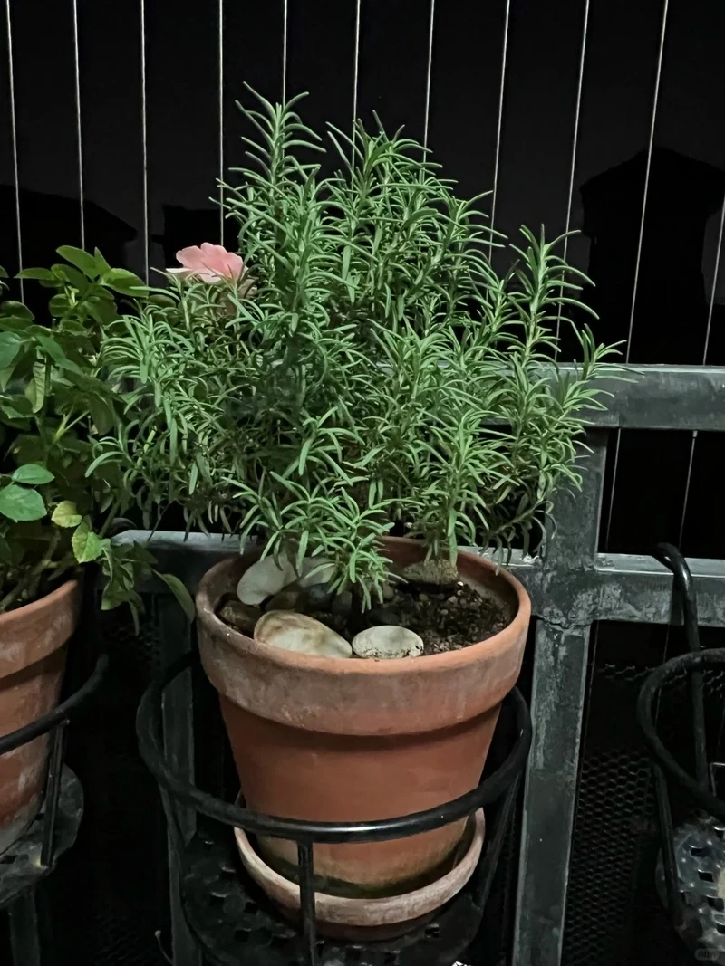 Cây hương thảo cảnh xanh đẹp quanh năm