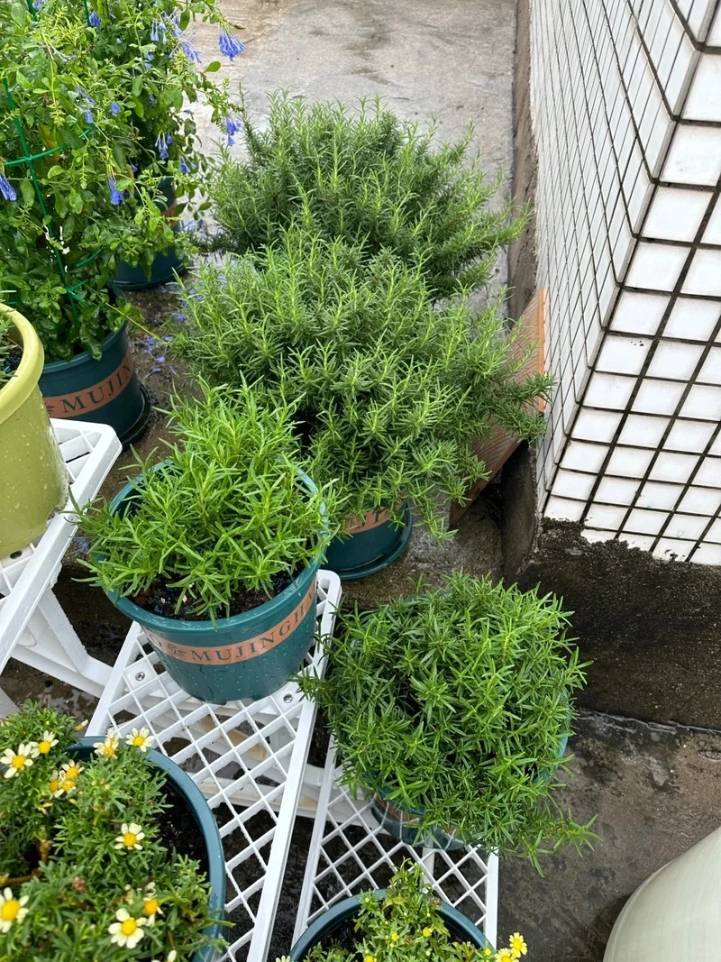 Cây hương thảo xanh tốt tượng trưng sức sống