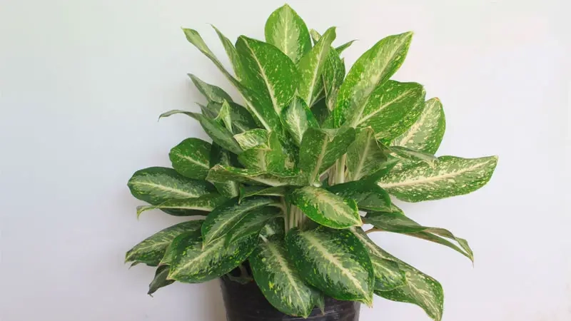 Khám phá Cây Huy Hoàng trong phong thủy mang tài lộc