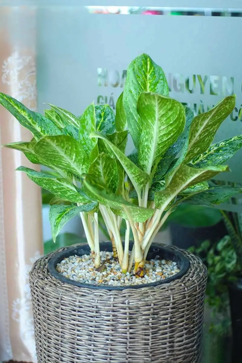 Tìm hiểu Cây Huy Hoàng có ý nghĩa gì cho không gian sống