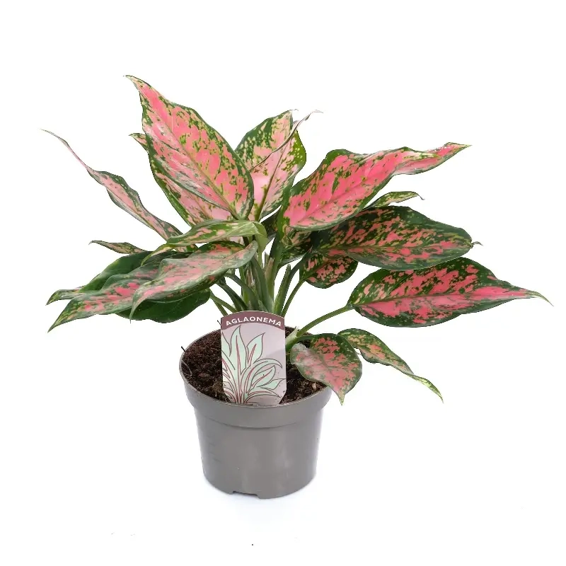 Trang trí nội thất với Cây Huy Hoàng trồng trong nhà