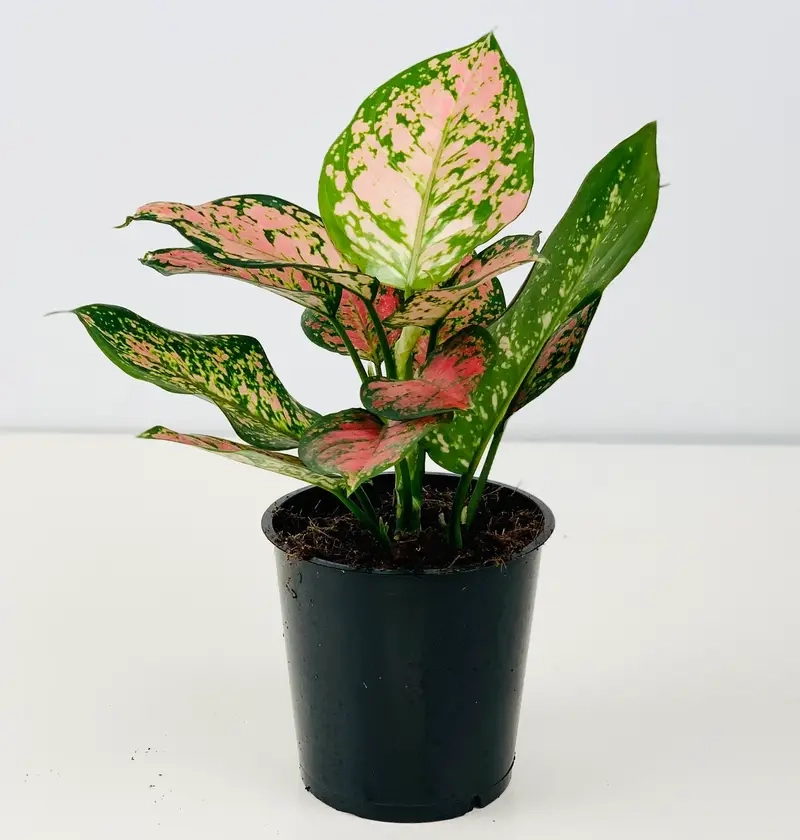 Cây Huy Hoàng trang trí nội thất tạo điểm nhấn xanh mát