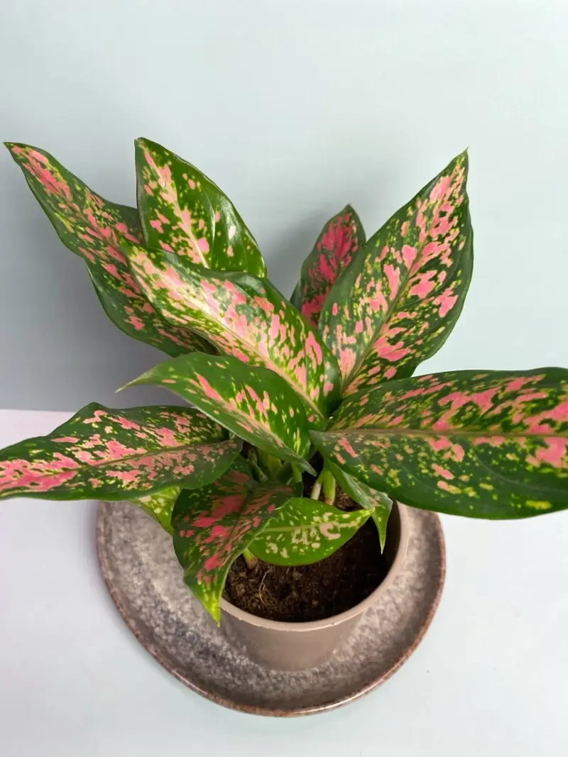 Đặt Cây Huy Hoàng để bàn mang may mắn và tài lộc