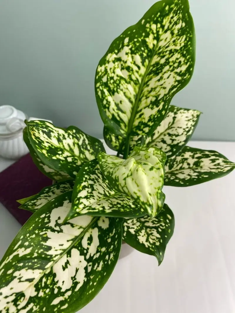 Cây Huy Hoàng văn phòng tạo năng lượng tích cực mỗi ngày