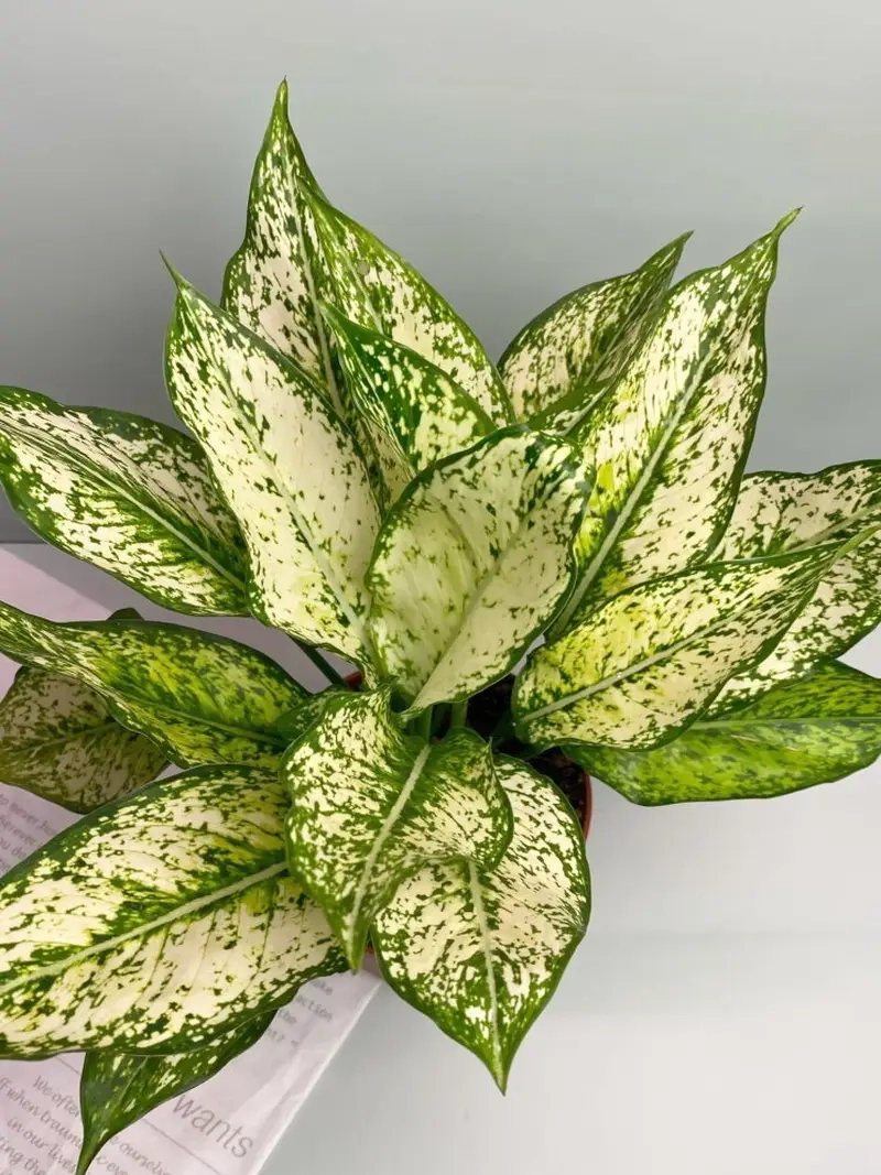 Cây Huy Hoàng mang tài lộc thu hút vận may vào nhà