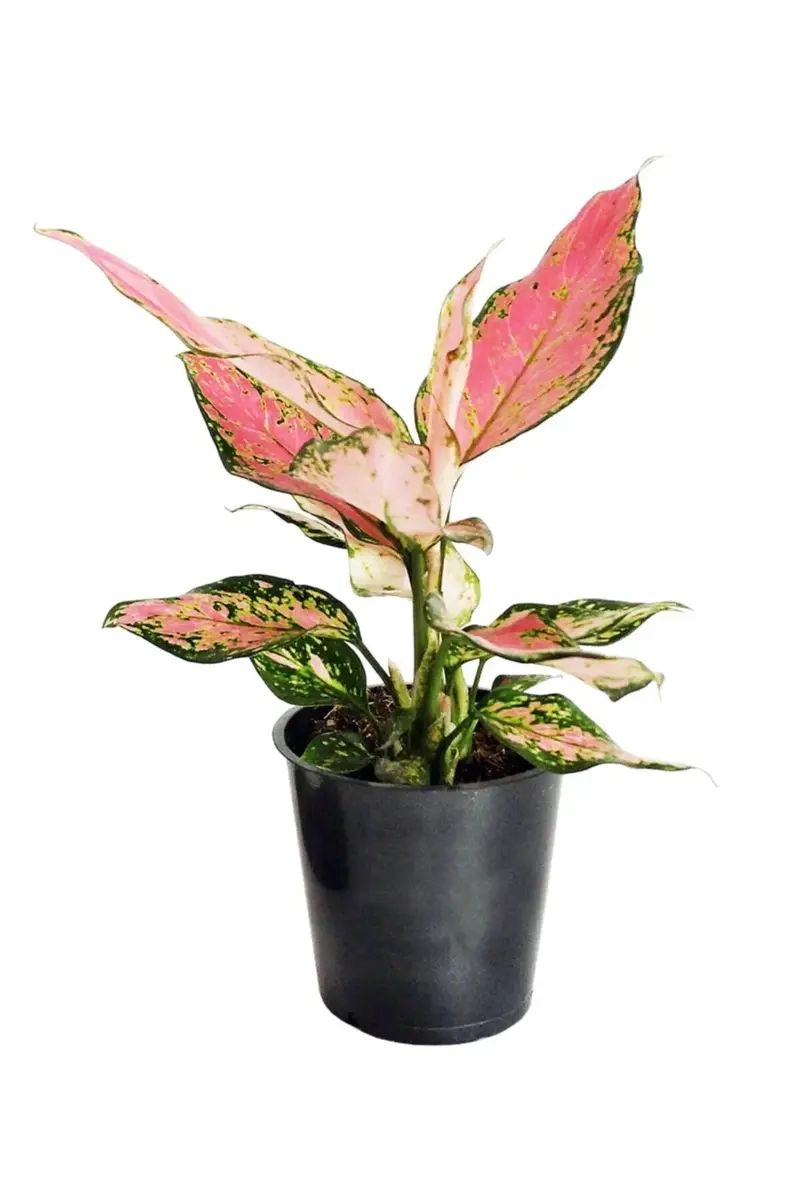 Cây Huy Hoàng làm quà tặng ý nghĩa và sang trọng