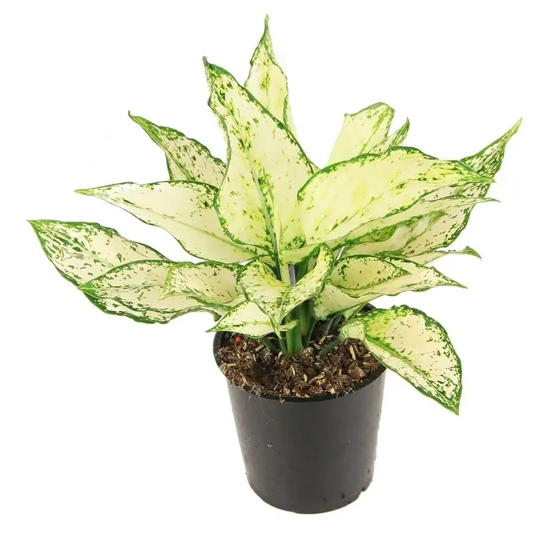 Cây Huy Hoàng cây xanh nội thất giúp không gian tươi mát hơn