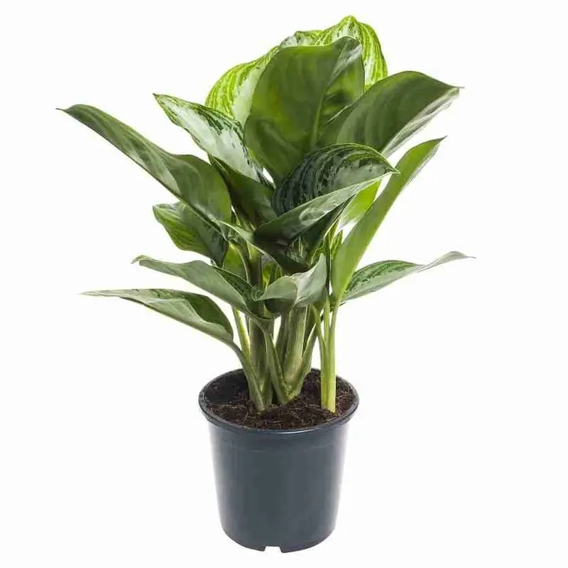 Cây Huy Hoàng và năng lượng tích cực cho gia chủ thêm may mắn