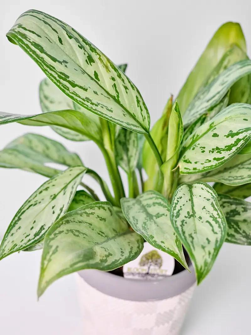 Cây Huy Hoàng cho người yêu cây cảnh tạo không gian thư giãn