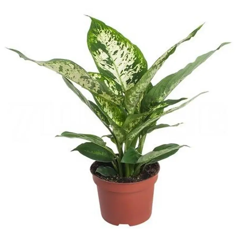 Cây Huy Hoàng trong không gian làm việc giúp tinh thần phấn chấn