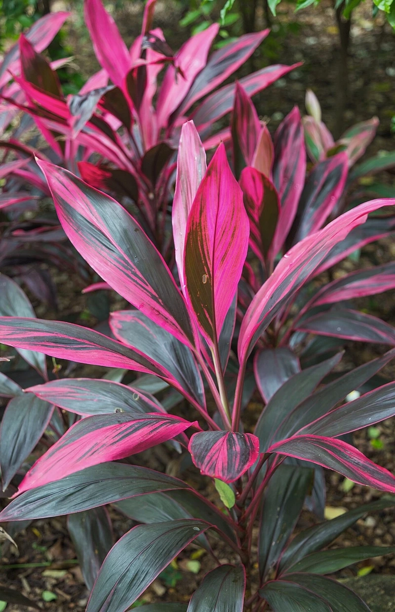 Không gian hài hòa với cây Huyết Dụ phong thủy