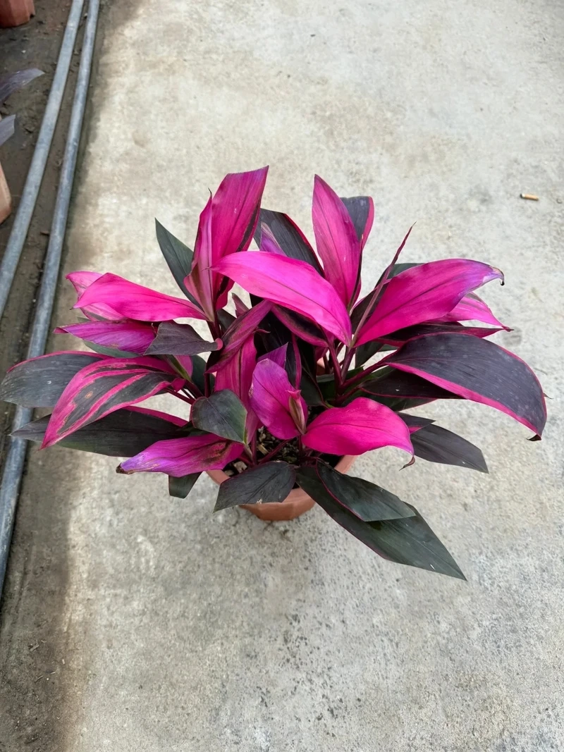 Góc nhỏ tinh tế nhờ cây Huyết Dụ mini