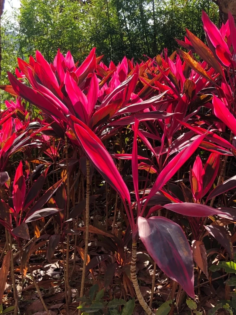 Không gian đẹp hơn nhờ cây Huyết Dụ trang trí