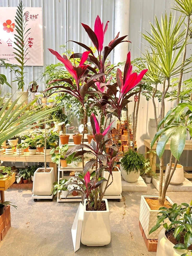 Tăng sinh khí với cây Huyết Dụ phong thủy trong nhà