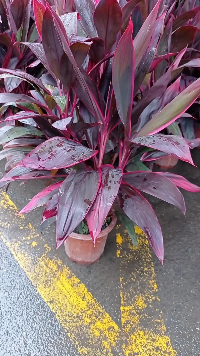 Người mới trồng hợp cây Huyết Dụ dễ chăm sóc