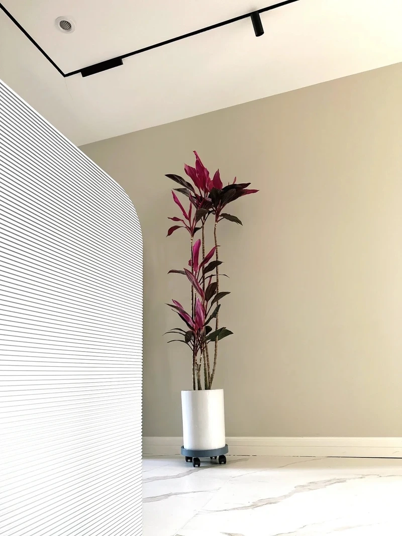 Giải pháp xanh cho nhà ở bằng cây Huyết Dụ trồng trong nhà