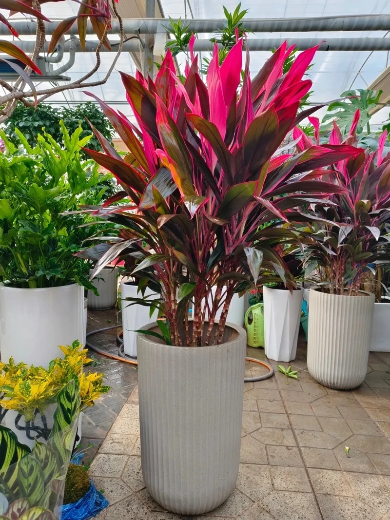 Góc xanh sáng tạo từ cây Huyết Dụ tiểu cảnh