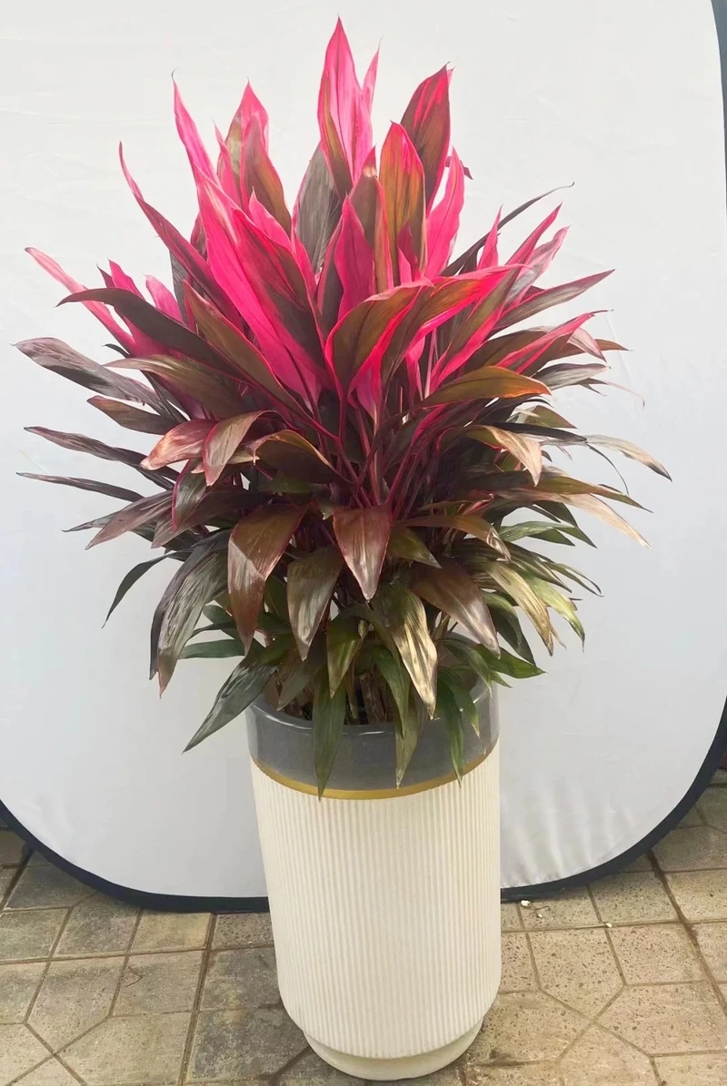 Không gian hiện đại nhờ cây Huyết Dụ decor nhà