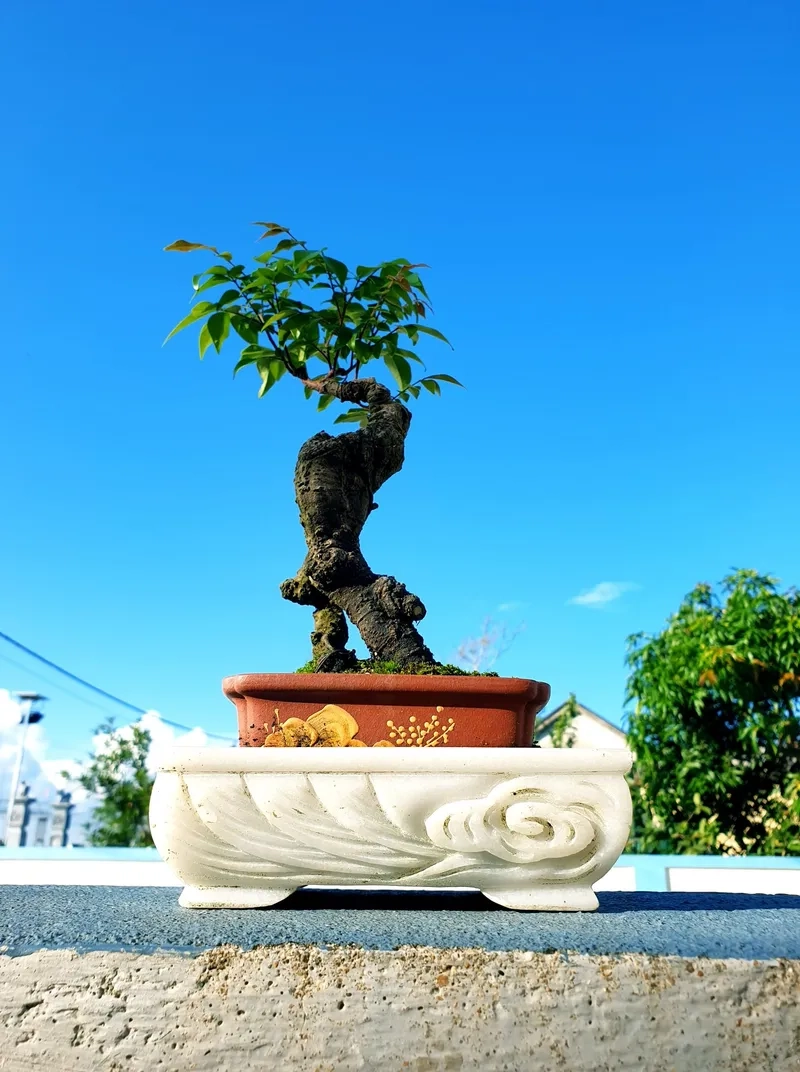 Chậu khế bonsai mini để bàn