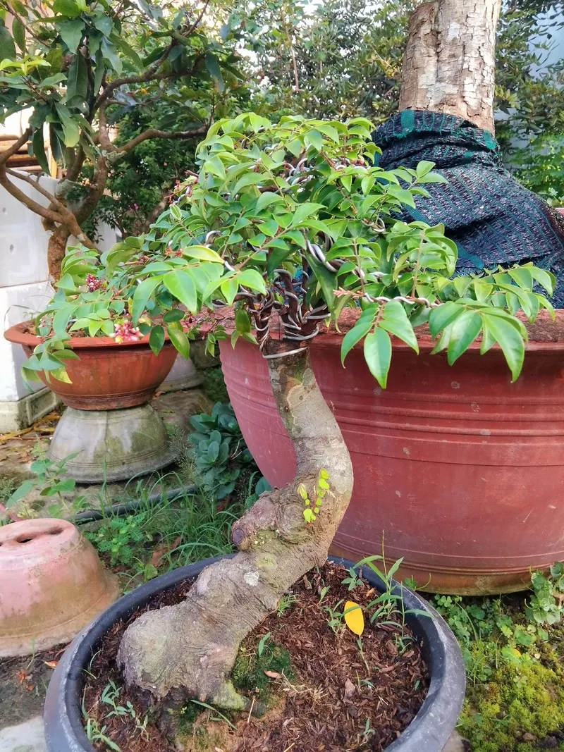 Kiểu khế bonsai thác đổ đẹp