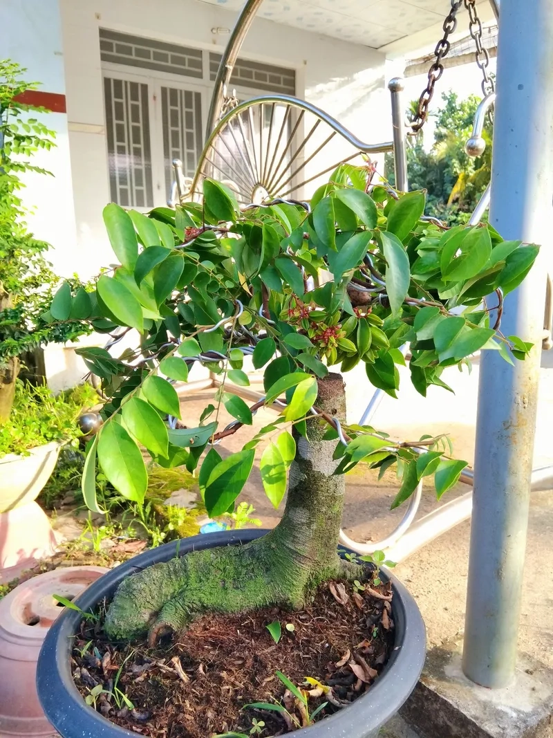 Mẫu khế bonsai quái nghệ thuật