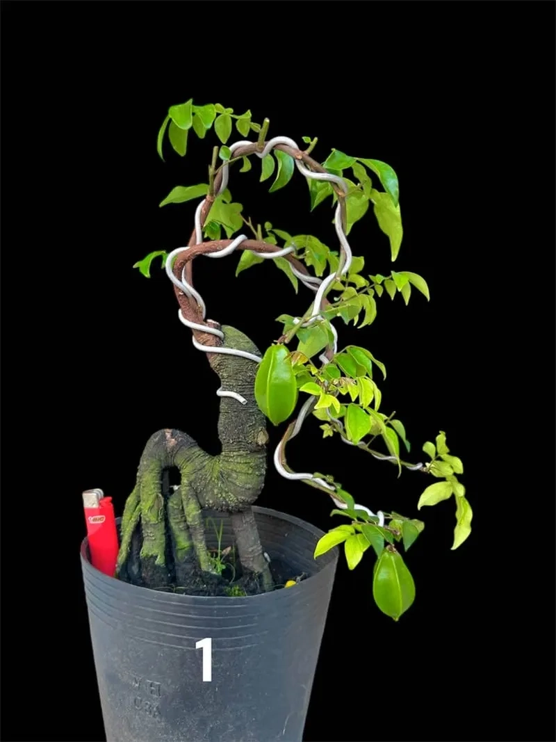Ngắm trái khế bonsai chín vàng