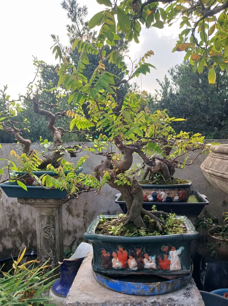 Chọn khế phong thủy rước lộc