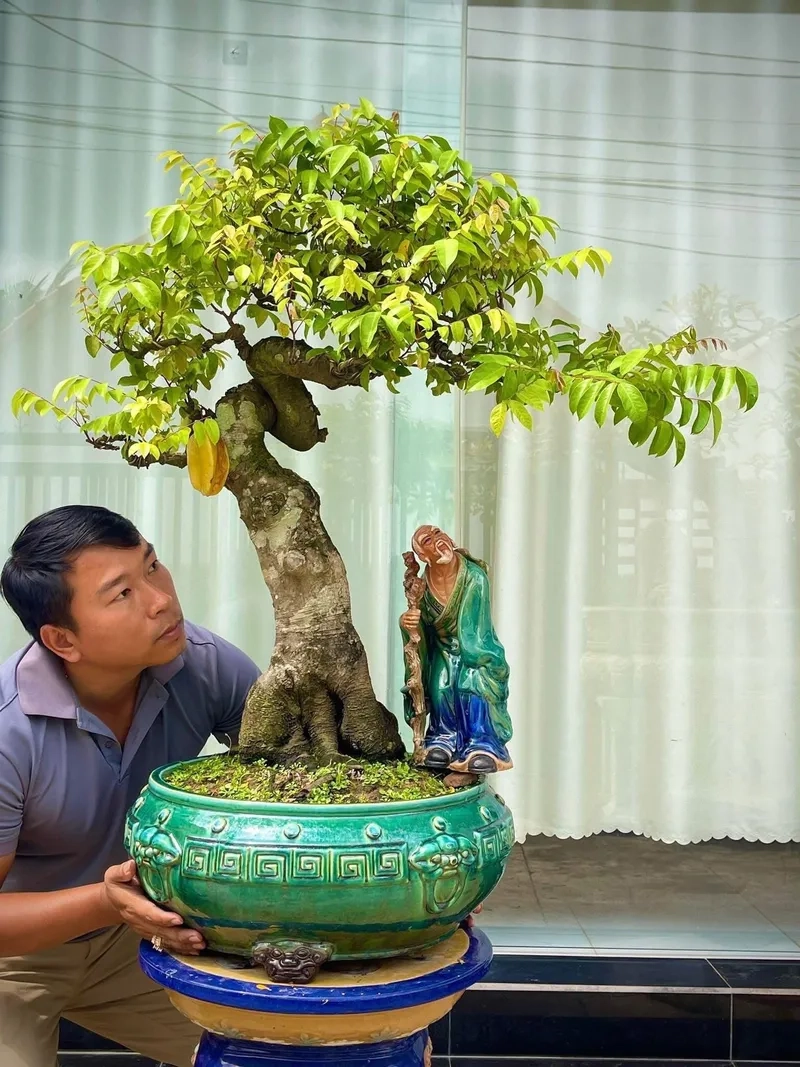 Chậu khế gân mini nhỏ nhắn