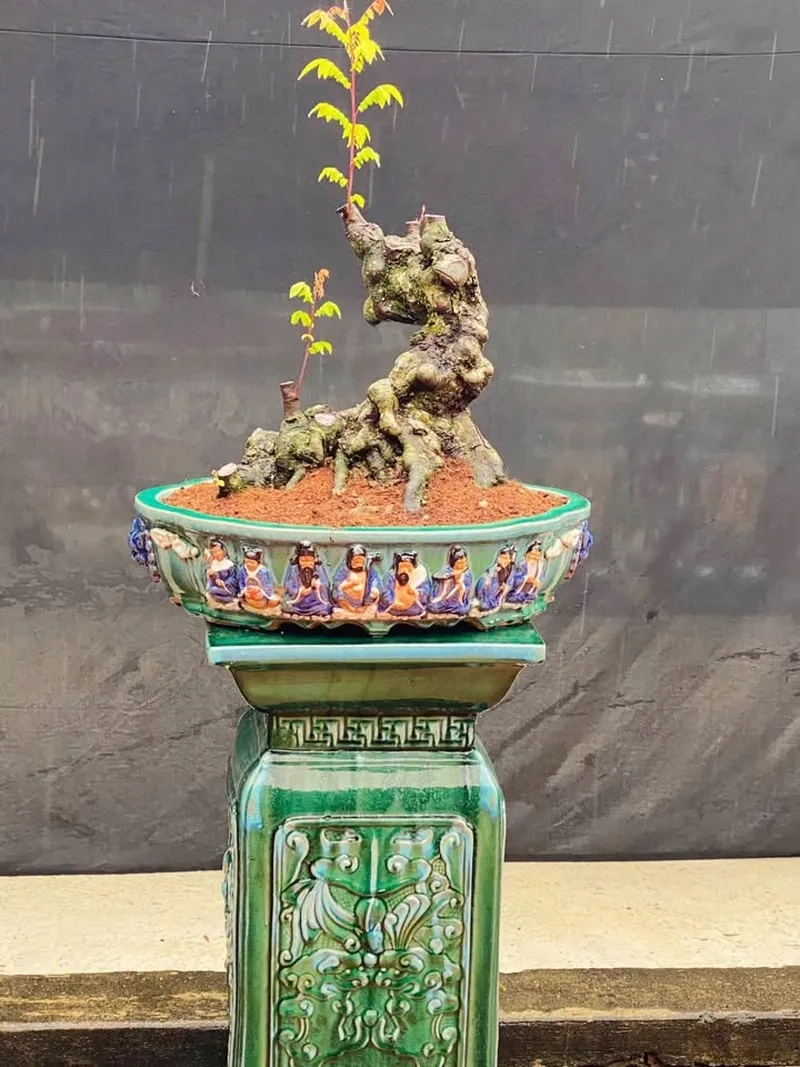 Mẫu khế chua bonsai dáng lạ