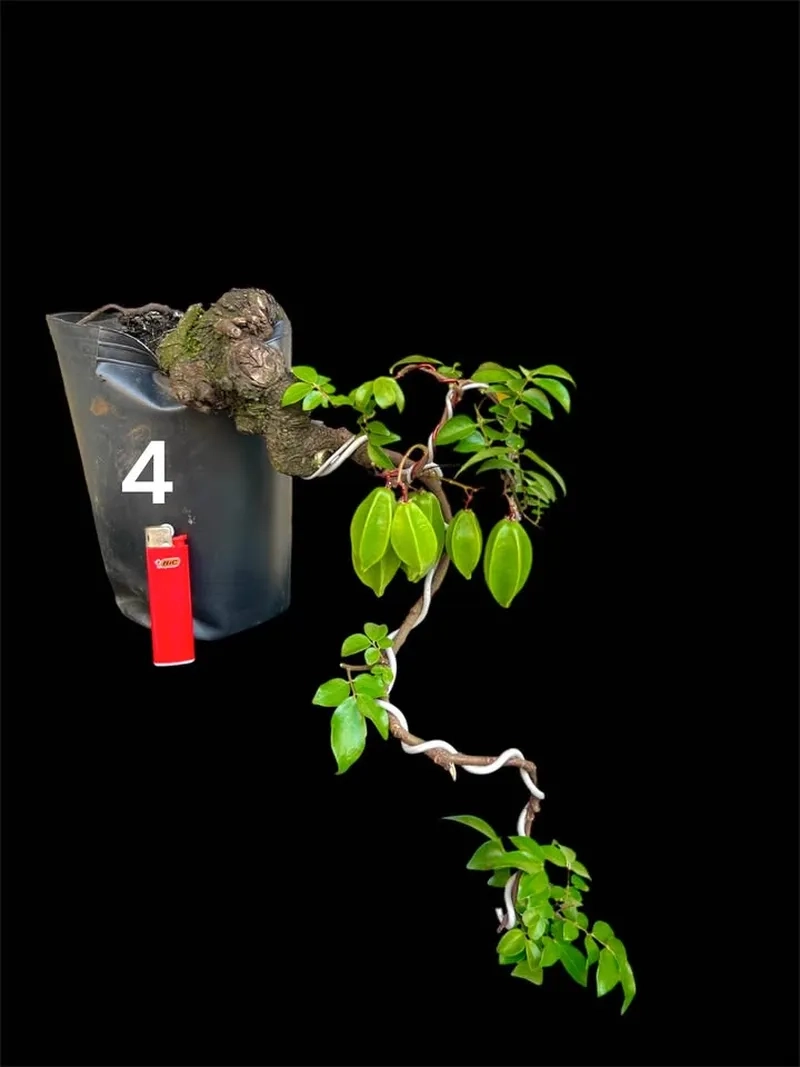 Thế uốn cây khế dáng huyền độc