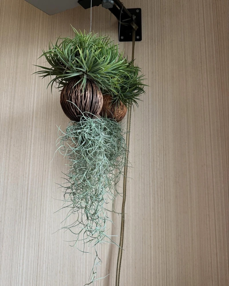 Cây không khí trong nhà phù hợp nhiều không gian