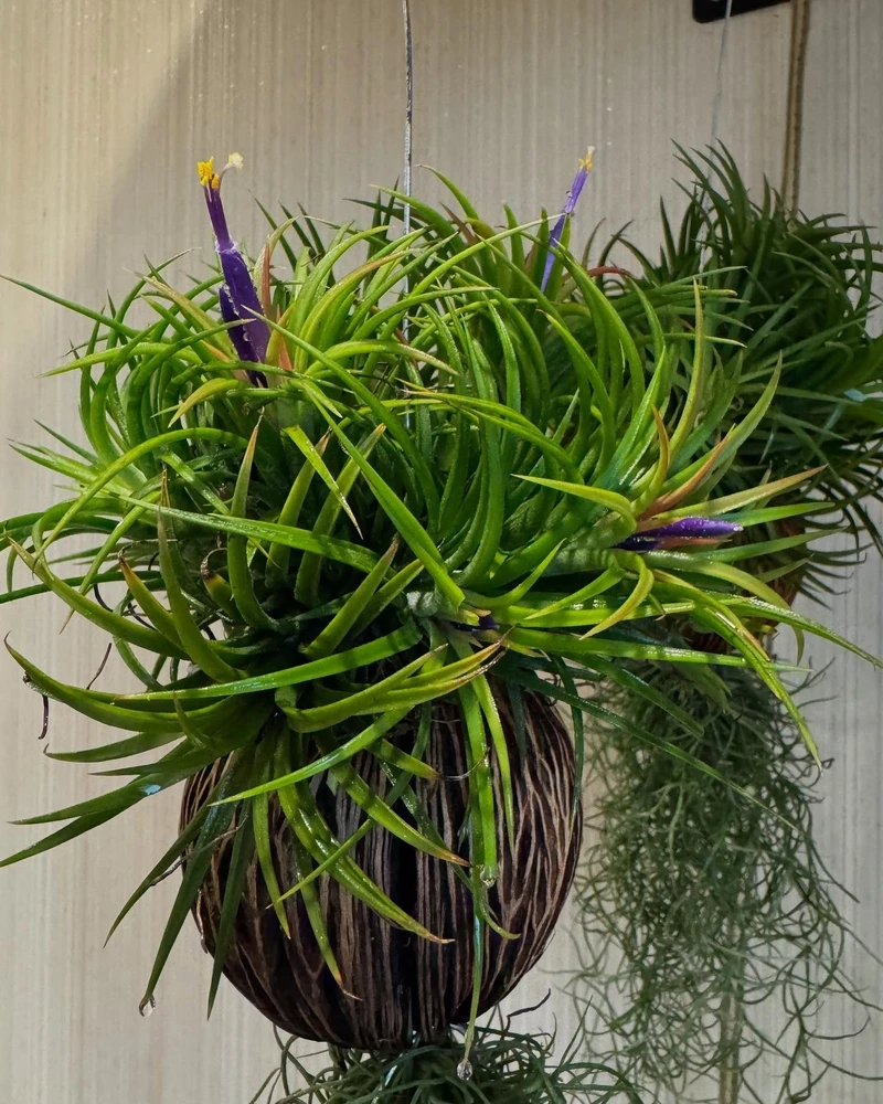 Cây không khí mini nhỏ xinh dễ bố trí