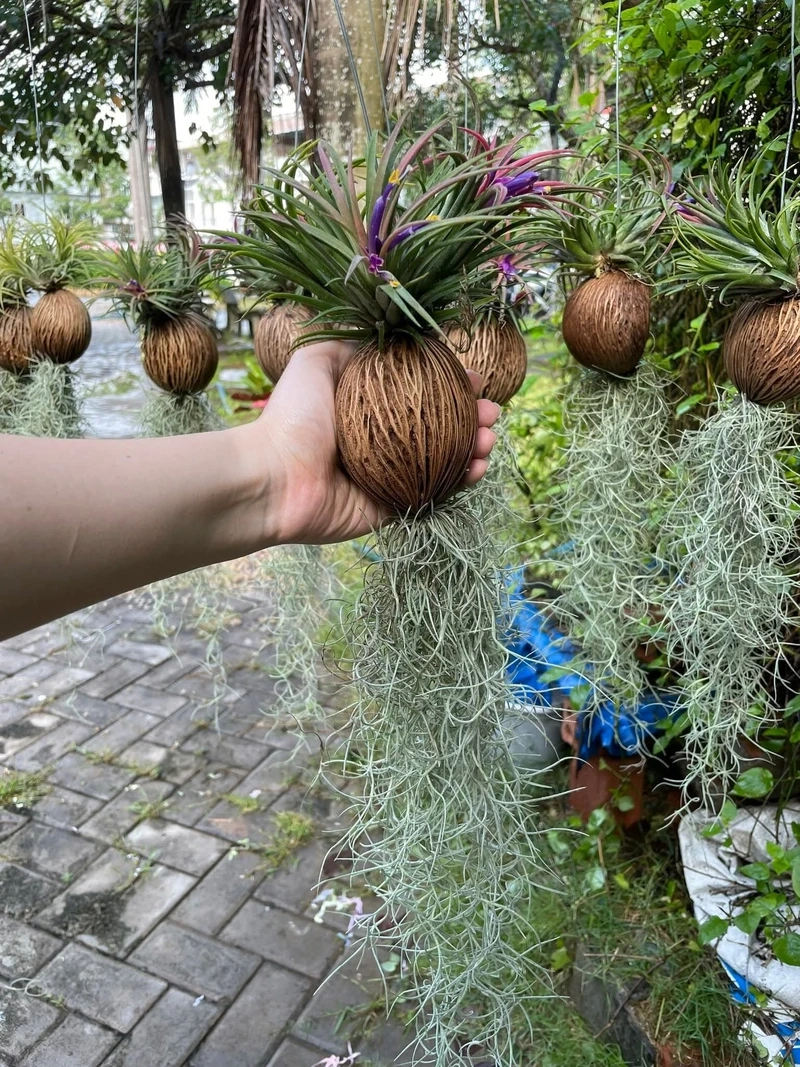 Cây không khí để phòng khách tạo cảm giác thư giãn