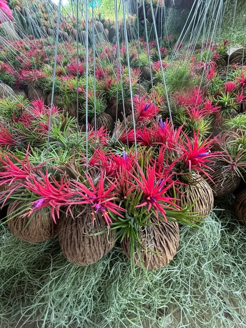 Cây không khí treo tường tiết kiệm diện tích