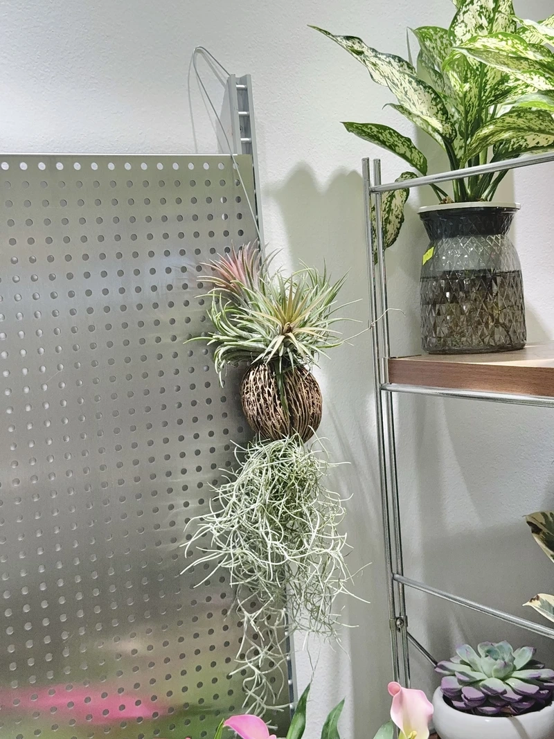 Cây không khí để bàn làm việc tăng cảm hứng sáng tạo