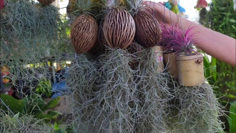 Cây không khí phong cách tối giản tinh gọn hiện đại