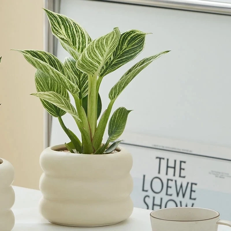 Đặc điểm nổi bật của cây Kim Cương 