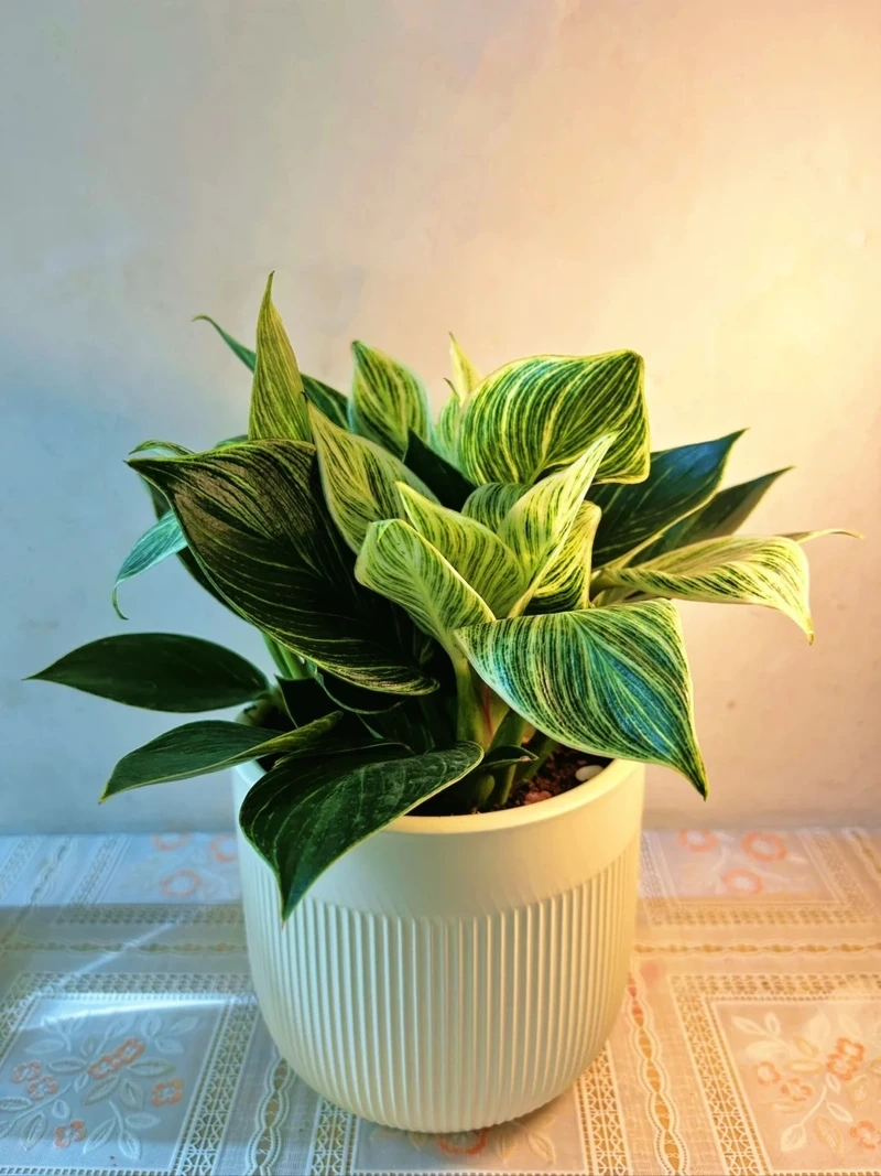 Bố trí dễ dàng cùng cây Kim Cương mini