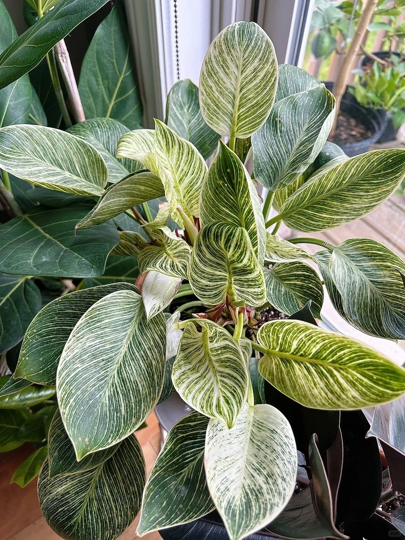 Bàn làm việc nổi bật với cây Kim Cương để bàn làm việc