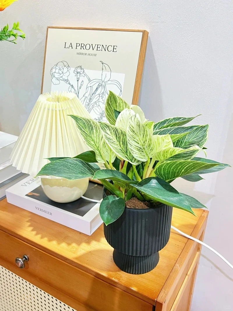 Góc nhỏ nổi bật với cây Kim Cương đẹp