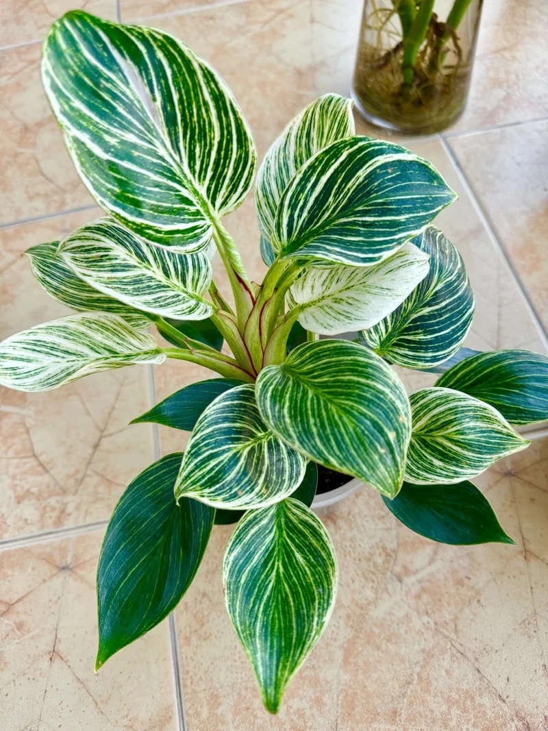 Trang trí sáng tạo bằng cây Kim Cương tiểu cảnh