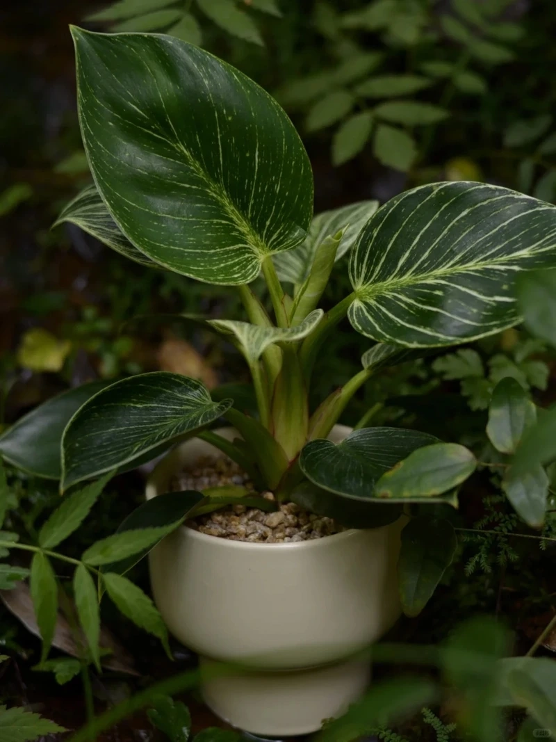 Mang năng lượng tốt với cây Kim Cương may mắn