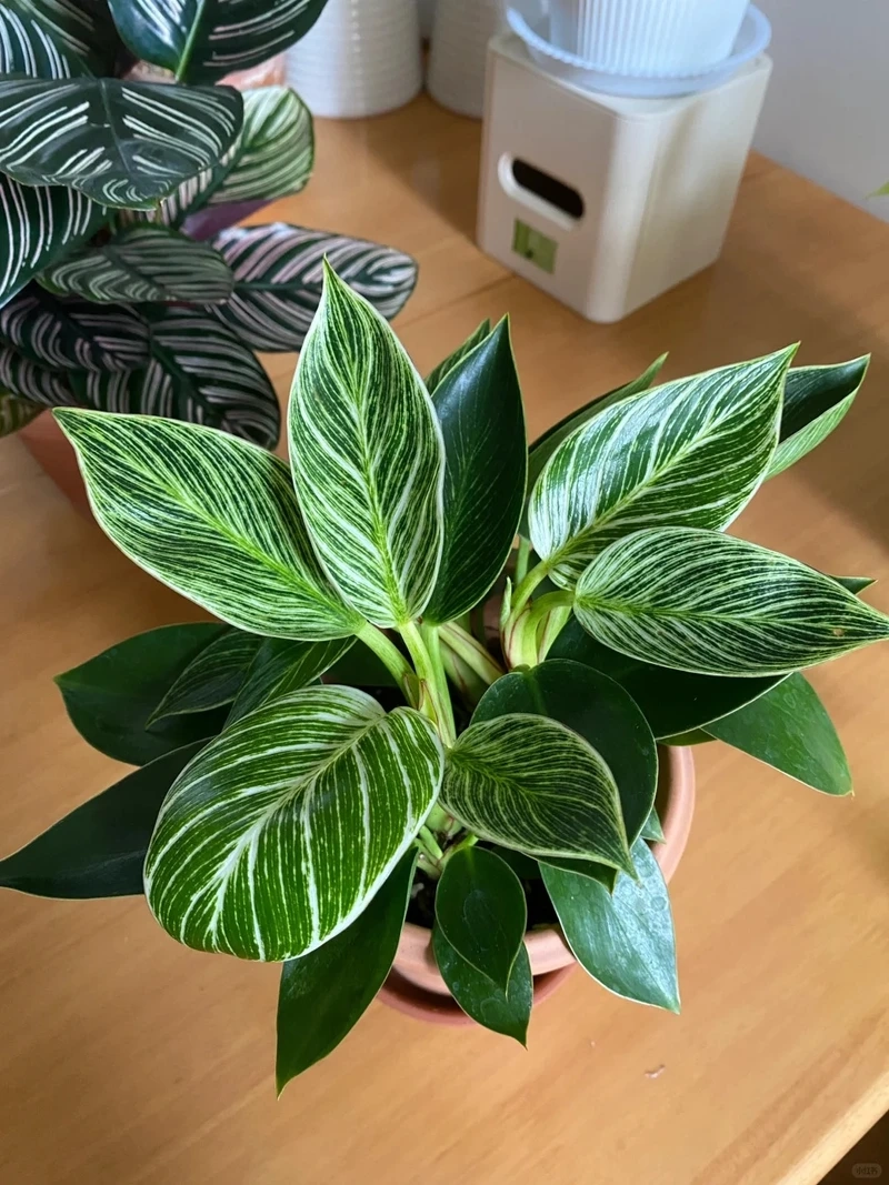 Tổ ấm tinh tế nhờ cây Kim Cương trang trí nhà