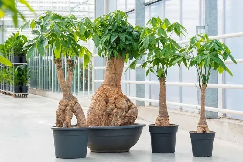 Không gian sáng hơn với cây kim ngân xanh mát